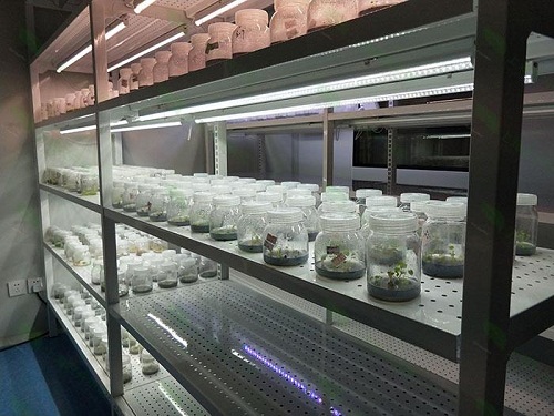 宁河植物组织培养实验室设计建设方案